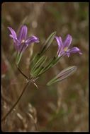 Image of harvest brodiaea