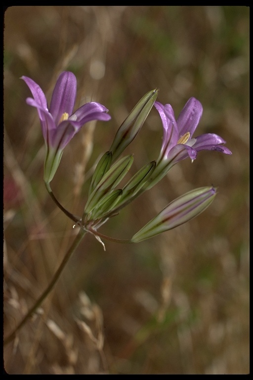 Sivun Brodiaea elegans Hoover kuva