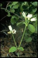 Image of flytrap dogbane