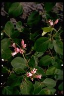 Image of flytrap dogbane