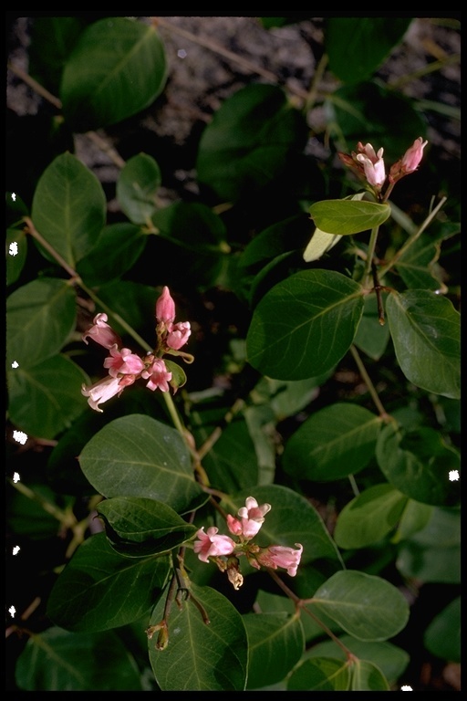 Image of flytrap dogbane