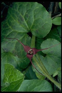 Image of British Columbia wildginger