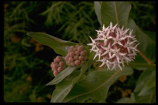 Image of showy milkweed