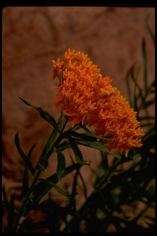 Imagem de Asclepias tuberosa L.