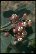 Imagem de Asclepias cordifolia (Benth.) Jepson