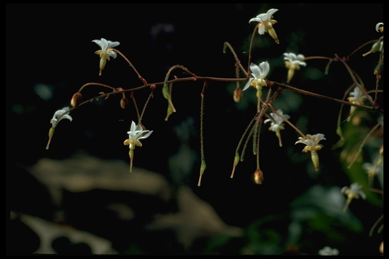 Image of White inside-out-flower