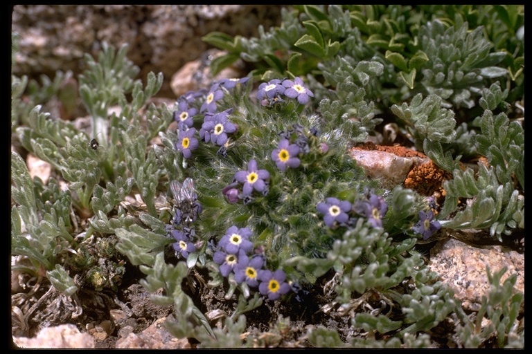 Image of <i>Eritrichium argenteum</i>