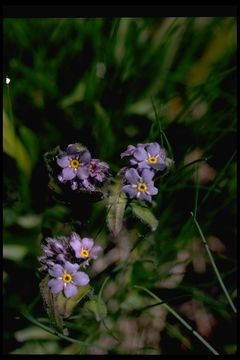 Plancia ëd Myosotis asiatica (Vesterg.) Schischkin & Sergievskaja