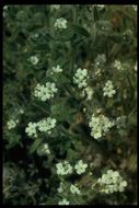 Слика од Cryptantha intermedia (A. Gray) Greene