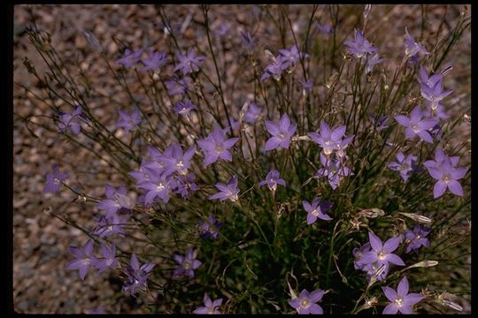 Image of wahlenbergia