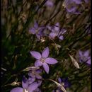 Image de Wahlenbergia marginata (Thunb.) A. DC.