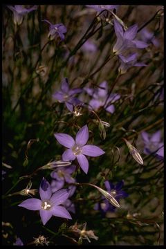 Image de Wahlenbergia marginata (Thunb.) A. DC.