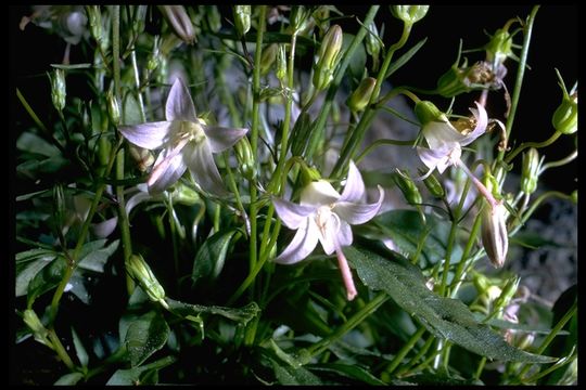 Image of pale bellflower