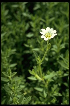 Image of field chickweed