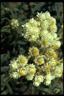 Image of Pearly Everlasting