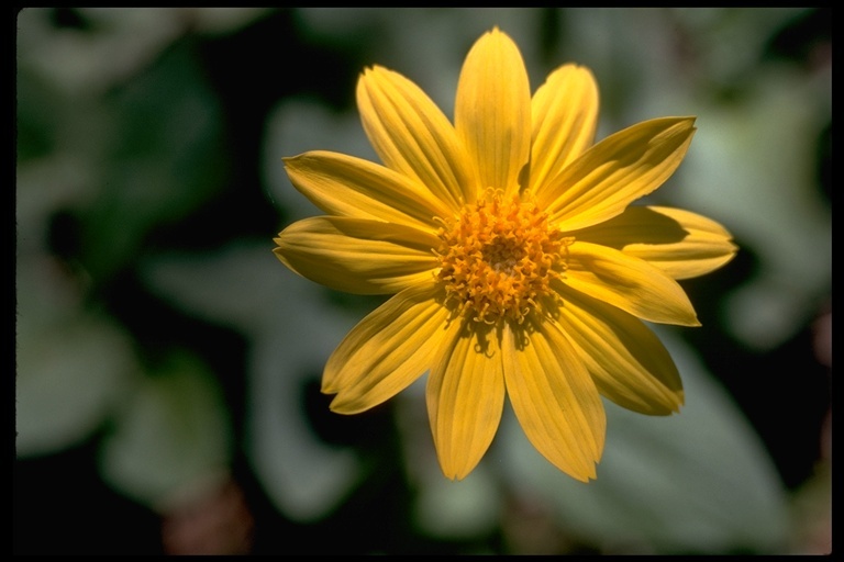 Image of arrowleaf balsamroot