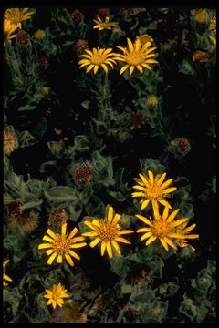 Image of sessileflower false goldenaster