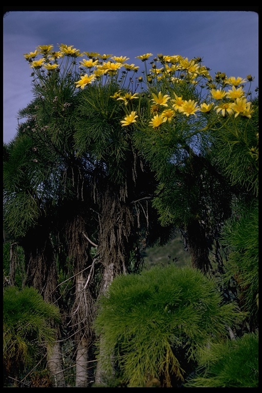 Image of giant coreopsis