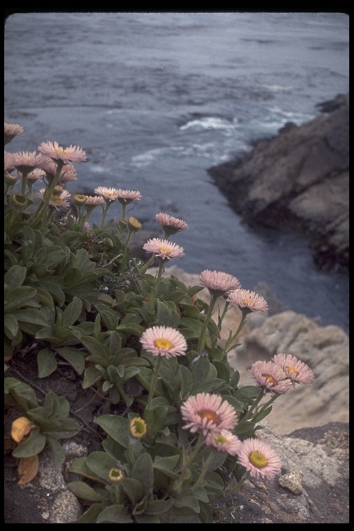 Image of seaside fleabane