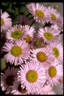 Image of seaside fleabane