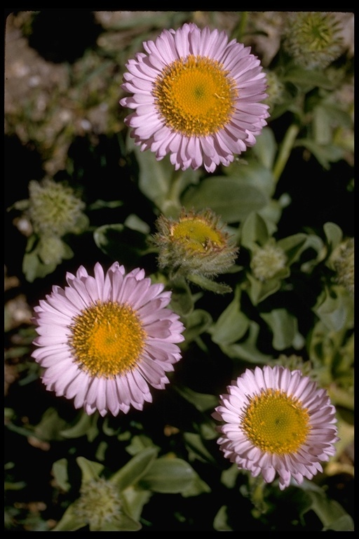 Image of seaside fleabane