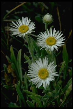 Слика од <i>Erigeron salsuginosus</i>