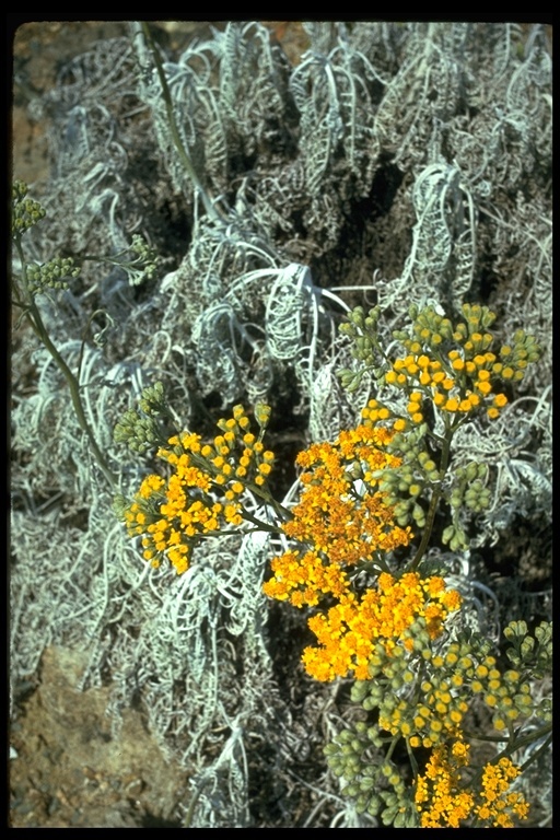 Image of <i>Eriophyllum nevinii</i>