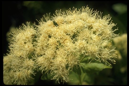 Image of snakeroot