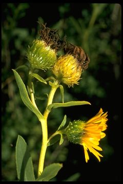 Image of hairy gumweed