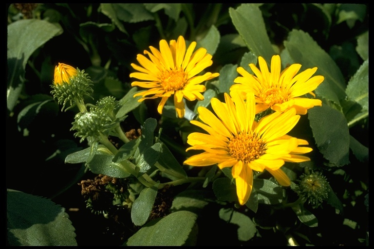 Image of hairy gumweed