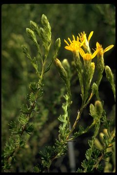 Image of California goldenbush