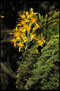 Image of California goldenbush