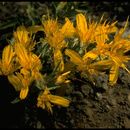 Image de Ericameria bloomeri (A. Gray) Macbr.