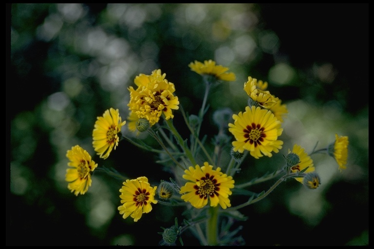 Слика од Madia elegans D. Don