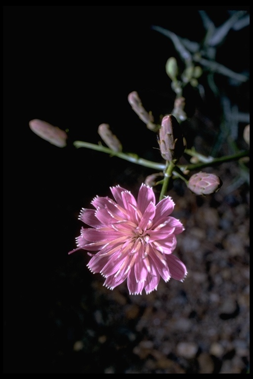 Image of chicoryleaf wirelettuce