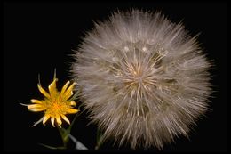 Слика од Tragopogon dubius Scop.