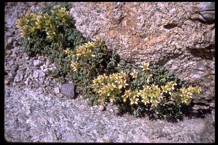 Image of Sierra stonecrop