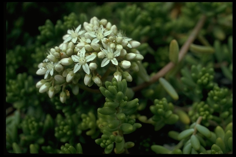 Image of White Stonecrop