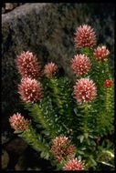 Image of redpod stonecrop