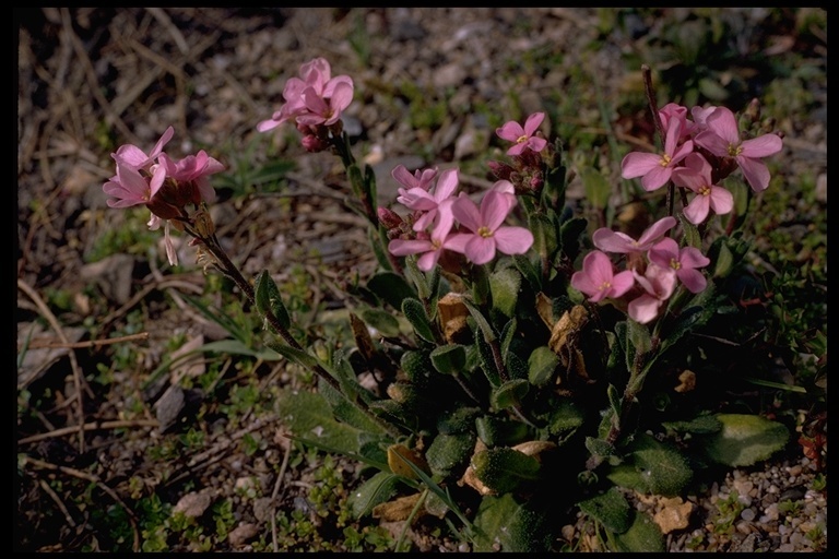 Image of rose rockcress