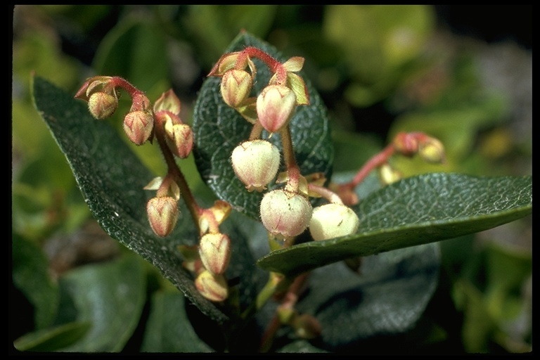 Слика од Gaultheria shallon Pursh