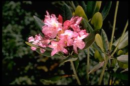 Imagem de Rhododendron macrophyllum D. Don ex G. Don