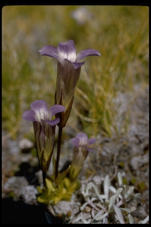 Image of Sierra fringed gentian