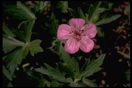 Image of sticky purple geranium