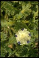 Image de Nemophila maculata Benth. ex Lindl.