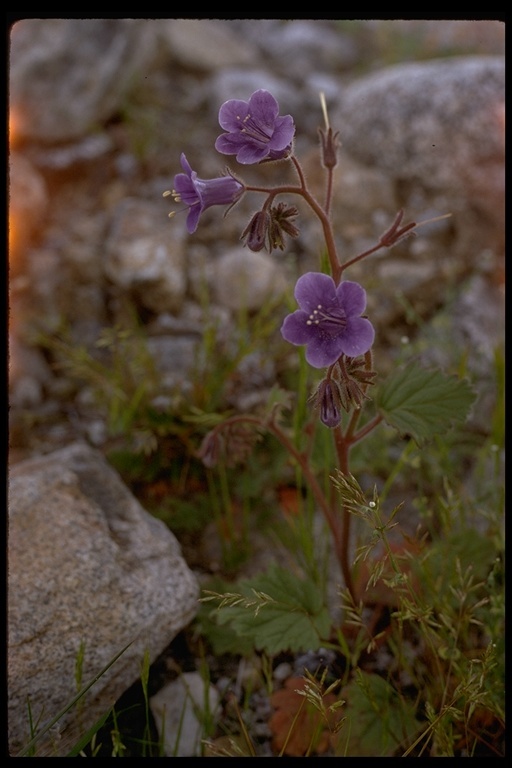 Image of calthaleaf phacelia