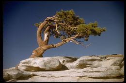 Image of Jeffrey Pine