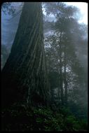 Imagem de Sequoia sempervirens (D. Don) Endl.