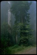 Imagem de Sequoia sempervirens (D. Don) Endl.