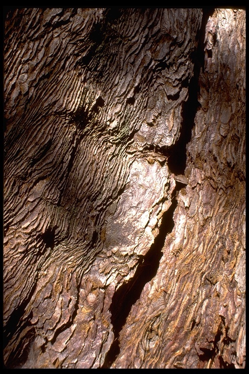 Image of Bigtree